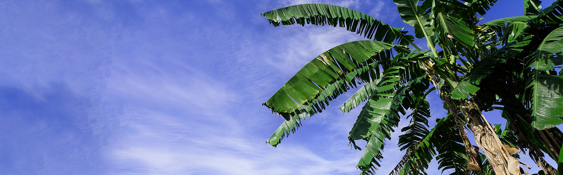 Treedom frontend-wolfhaus.landing_treedom.alberibanano - Wolf Haus