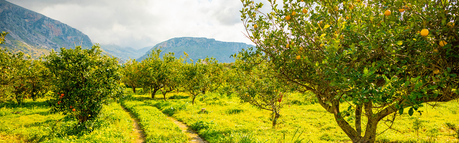Treedom frontend-wolfhaus.landing_treedom.alberilimone - Wolf Haus