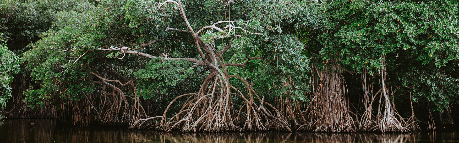 Treedom frontend-wolfhaus.landing_treedom.alberimangrovia-bianca - Wolf Haus