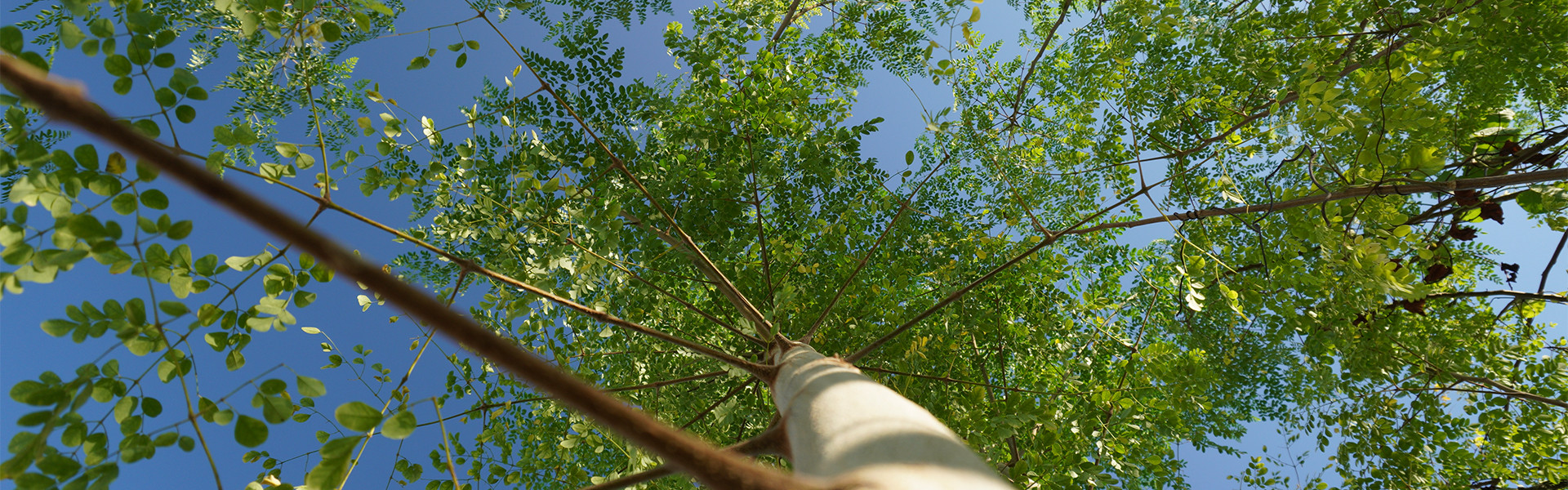 Treedom frontend-wolfhaus.landing_treedom.alberimoringa - Wolf Haus