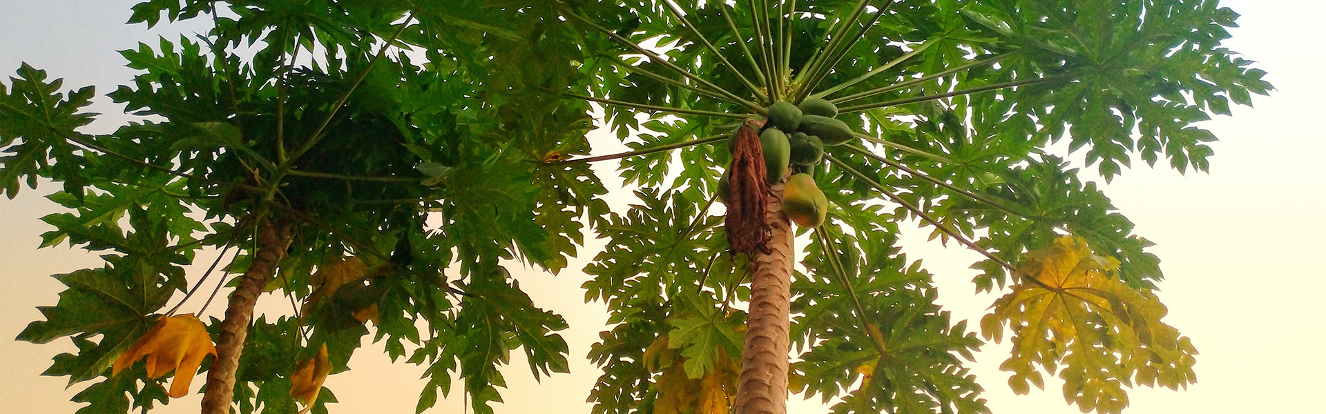 Treedom frontend-wolfhaus.landing_treedom.alberipapaya - Wolf Haus